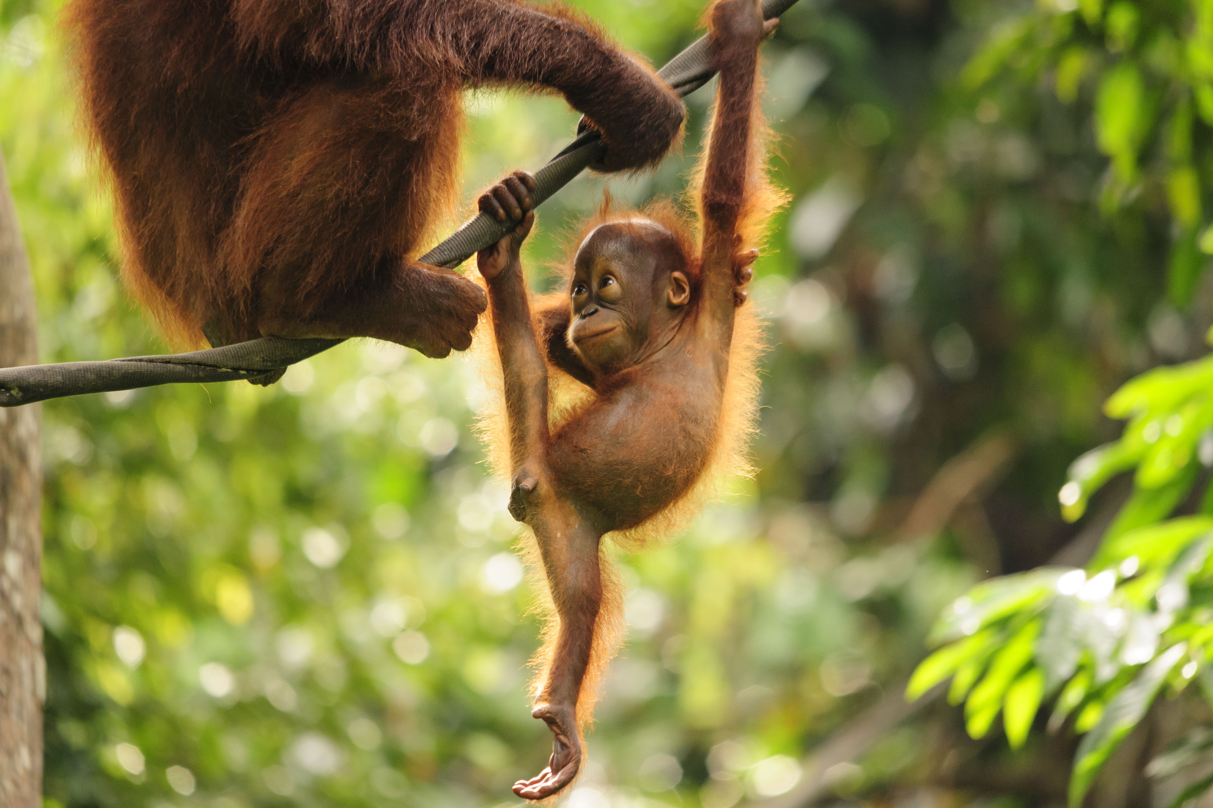 Sepilok Orang Utan Rehabilitationszentrum Tour